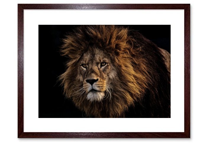 Big Cat Lion Lion Predator Dangerous Mane Big Cat Male Zoo